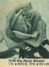 Mrs. Henry Winnett rose photo