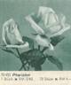 Pharisäer rose photo