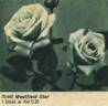 Westfield Star rose photo