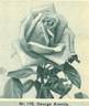 Georg Arends rose photo