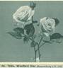 Westfield Star rose photo
