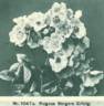 Berger's Erfolg rose photo