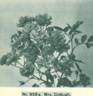 Mrs. Cutbush rose photo