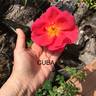 Cuba rose photo