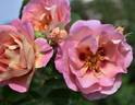 Hubba Dubba rose photo