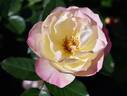 A Better Tomorrow rose photo
