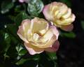 A Better Tomorrow rose photo