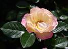 A Better Tomorrow rose photo