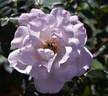 Cool as Ice rose photo