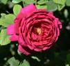 Princesse Vega rose photo