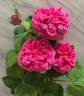 Lady of Megginch rose photo