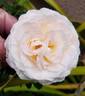 Golden Angel X “R. Soulieana - Ralph Moore’s putative version” rose photo