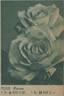 Florex rose photo