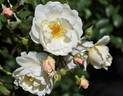 Pompey Magnus rose photo