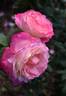Colour Buffet rose photo