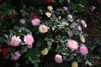 A Better Tomorrow rose photo