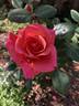Honey Sweet rose photo