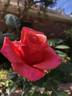Honey Sweet rose photo