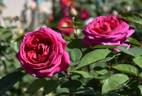 Hollywood Dandy rose photo