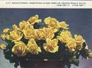 Geheimrat Duisberg rose photo