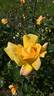 Golden Emblem rose photo