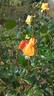 Golden Emblem rose photo