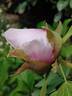 P. rockii 'UK Form' peony photo