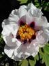 P. rockii 'UK Form' peony photo