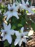 C. 'Fragrant Star' clematis photo
