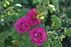 Tuscany Superb OP rose photo