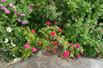 Tuscany Superb OP rose photo