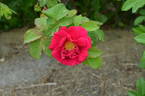 Tuscany Superb OP rose photo