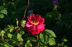 Tuscany Superb OP rose photo