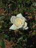 Pacesetter rose photo