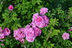 Victory Year OP #1 rose photo