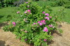 Victory Year OP #1 rose photo