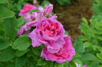 Victory Year OP #1 rose photo