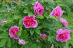 Victory Year OP #1 rose photo
