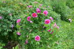 Victory Year OP #1 rose photo