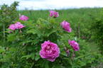Victory Year OP #1 rose photo