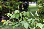 Aussie Sixer rose photo