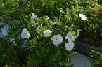 Alfred 93 x King J #2 rose photo