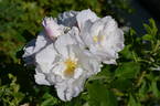 Alfred 93 x King J #2 rose photo