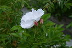 Alfred 93 x King J #2 rose photo