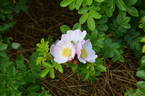 Alfred 93 x King J #1 rose photo