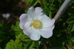 Alfred 93 x King J #1 rose photo