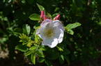 Alfred 93 x King J #1 rose photo