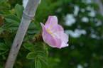 Alfred 93 x King J #1 rose photo