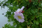 Alfred 93 x King J #1 rose photo