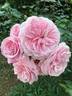 Lilac Wine rose photo